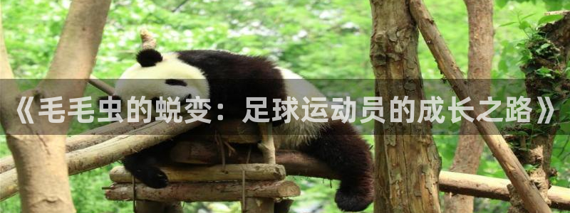 风速体育cba直播