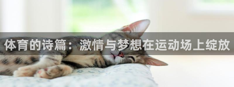 风速体育直播